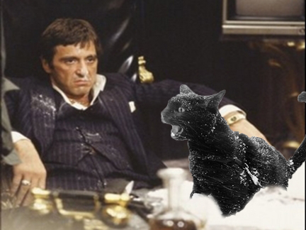 al pacino cat