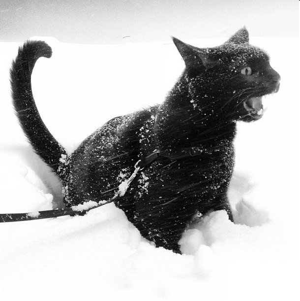 blizzard cat snowbeau