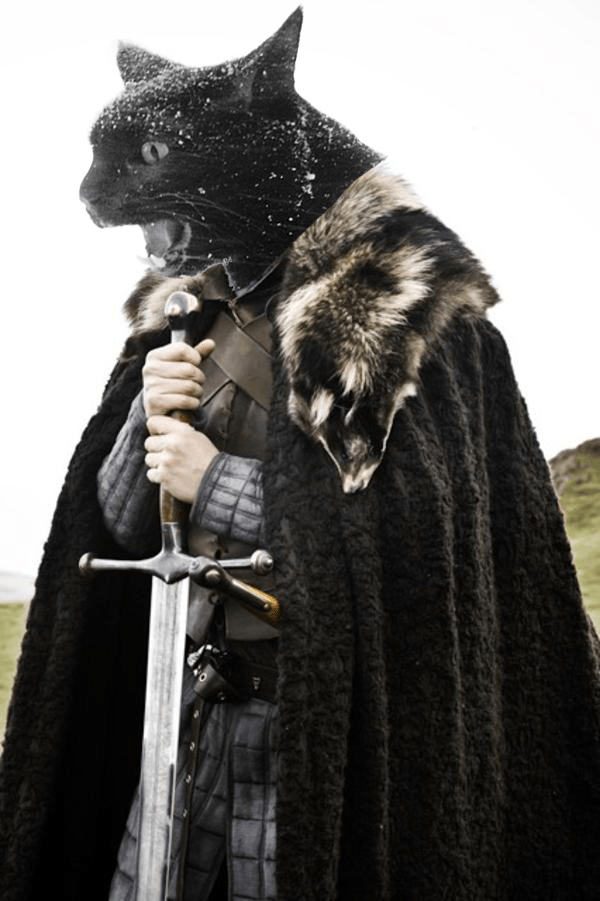 game of thrones cat