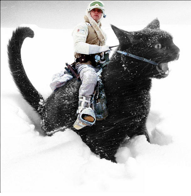 luke skywalker cat