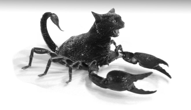 scorpion cat